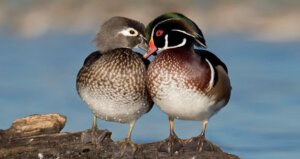 Two wood ducks. Source: https://www.flickr.com/photos/85154626@N03/29655927956/